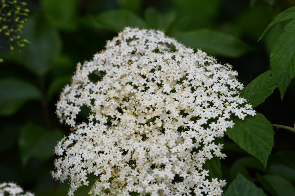 clusters of white flowers and green leaves