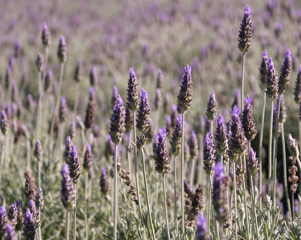 lavanda