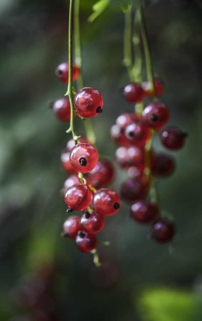 focus photography of red round fruit